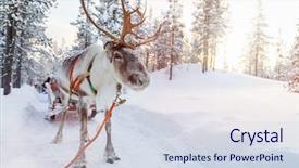  Presentation with winter forest - Audience pleasing PPT layouts consisting of reindeers in a winter forest backdrop and a sky blue colored foreground