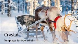  Presentation with forest winter - Slide deck consisting of reindeers in a winter forest background and a  colored foreground