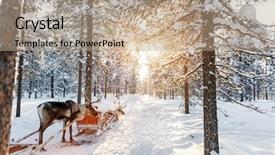  Presentation with winter forest - Slide deck enhanced with reindeers in a winter forest background and a coral colored foreground
