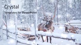  Presentation with landscape - Cool new slides with reindeers in a winter landscape backdrop and a light blue colored foreground