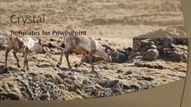  Presentation with eastern - Slide deck featuring reindeers-in-eastern-iceland-walking background and a  colored foreground