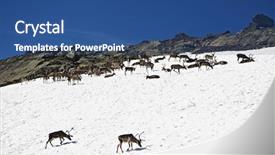  Presentation with national - Colorful theme enhanced with reindeers-in-the-wild-jotunheim backdrop and a ocean colored foreground