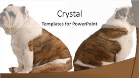  Presentation with fight two boxer boxing - Beautiful theme featuring relationship breakdown - two english bulldog having backdrop and a white colored foreground