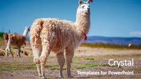  Presentation with stress free zone totally relaxed - Beautiful PPT theme featuring relaxed llama in the deserted backdrop and a coral colored foreground