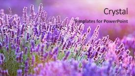  Presentation with lavender - Cool new PPT theme with relaxing nature - lavender flower field at sunset backdrop and a lilac colored foreground