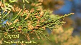 Presentation with release - Beautiful presentation featuring release lots of pollen backdrop and a tawny brown colored foreground