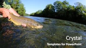  Presentation with trout - Audience pleasing presentation design consisting of released - fisherman releasing trout in river backdrop and a dark gray colored foreground