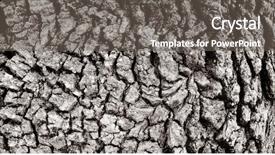  Presentation with close up of bark - Colorful PPT layouts enhanced with relief bark of a tree backdrop and a gray colored foreground
