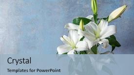  Presentation with wall - Presentation design consisting of religious - beautiful white lilies on grunge background and a light blue colored foreground