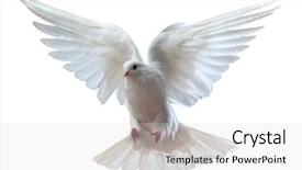  Presentation with white dove - Theme with religious - free flying white dove isolated background and a light gray colored foreground