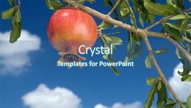  Presentation with pomegranate - Slide deck with religious new year - pomegranate on branch background and a ocean colored foreground