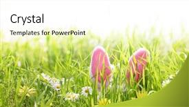  Presentation with bunny - Slides enhanced with fresh organic jerusalem artichoke helianthus tuberosus with soil particles on a wooden board background and a tawny brown colored foreground