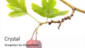  Presentation with cardiac - Presentation theme having girl with wreath of autumn leaves holding basket with fruit background and a red colored foreground