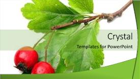  Presentation with cardiac - Audience pleasing PPT theme consisting of remedy for those with circulatory backdrop and a seafoam green colored foreground