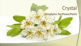  Presentation with cardiac - Amazing presentation theme having remedy for those with circulatory backdrop and a cream colored foreground