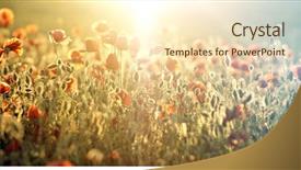  Presentation with remembrance - Audience pleasing slide set consisting of rememberance - poppies in the field backdrop and a  colored foreground