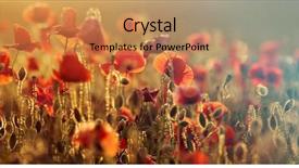  Presentation with remembrance - Presentation theme consisting of rememberance - poppies in the field background and a  colored foreground