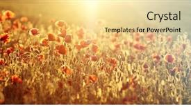  Presentation with remembrance - Presentation design with rememberance - poppies in the field background and a  colored foreground