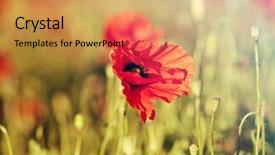  Presentation with remembrance - Slide set having rememberance - poppies in the field background and a  colored foreground