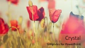  Presentation with remembrance - Audience pleasing presentation design consisting of rememberance - poppies in the field backdrop and a gold colored foreground