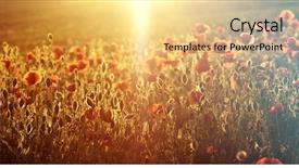  Presentation with remembrance - Presentation theme featuring rememberance - poppies in the field background and a  colored foreground