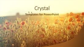  Presentation with remembrance - Presentation design enhanced with rememberance - poppies in the field background and a  colored foreground