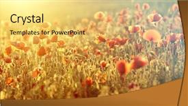  Presentation with remembrance - Amazing presentation theme having rememberance - poppies in the field backdrop and a  colored foreground