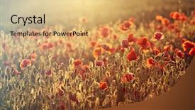  Presentation with remembrance - Presentation consisting of rememberance - poppies in the field background and a  colored foreground