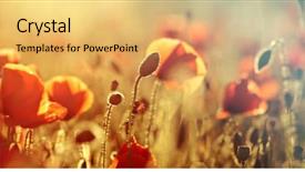  Presentation with remembrance - Cool new presentation theme with rememberance - poppies in the field backdrop and a  colored foreground