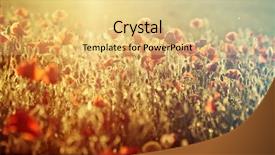  Presentation with remembrance - Presentation enhanced with rememberance - poppies in the field background and a  colored foreground