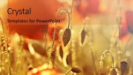  Presentation with remembrance - PPT theme featuring rememberance - poppies in the field background and a  colored foreground