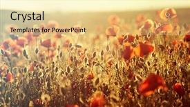  Presentation with remembrance - Amazing PPT theme having rememberance - poppies in the field backdrop and a  colored foreground