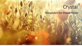  Presentation with remembrance - PPT theme with rememberance - poppies in the field background and a  colored foreground