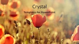  Presentation with remembrance - Presentation theme enhanced with rememberance - poppies in the field background and a  colored foreground