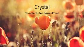  Presentation with colorful green corn field - Colorful slide deck enhanced with rememberance - poppies on green summer field backdrop and a yellow colored foreground