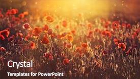  Presentation with rural india paddy field green - Cool new theme with rememberance - poppies on green summer field backdrop and a tawny brown colored foreground