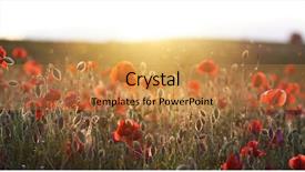  Presentation with poppies - Beautiful PPT layouts featuring rememberance - poppies on green summer field backdrop and a gold colored foreground