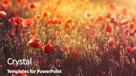  Presentation with poppies - Audience pleasing slide deck consisting of rememberance - poppies on green summer field backdrop and a tawny brown colored foreground