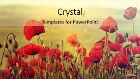  Presentation with poppies - Slide set consisting of rememberance - poppies on green summer field background and a blonde colored foreground