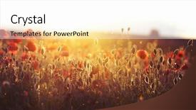  Presentation with poppies - Colorful slide set enhanced with rememberance - poppies on green summer field backdrop and a white colored foreground