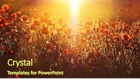  Presentation with red gold green field - Amazing theme having rememberance - poppies on green summer field backdrop and a  colored foreground