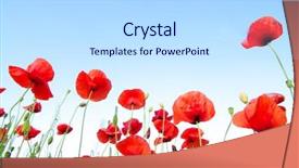  Presentation with remembrance day - Presentation enhanced with remembrance - bright red poppies in sunny background and a light blue colored foreground