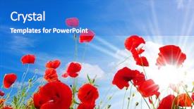  Presentation with poppies - Theme having remembrance - bright red poppies in sunny background and a cobalt blue colored foreground