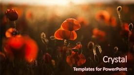  Presentation with poppy - Colorful presentation design enhanced with remembrance - wild poppy field - armistice backdrop and a wine colored foreground