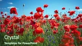  Presentation with remembrance day - PPT layouts featuring remembrance day - poppy field flowers red poppies background and a tawny brown colored foreground
