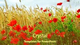  Presentation with poppies - Presentation theme having remembrance day - red poppies growing background and a tawny brown colored foreground