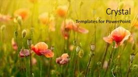  Presentation with poppy - Slide set featuring remembrance poppy - poppies field background and a yellow colored foreground