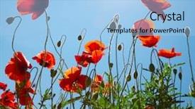  Presentation with remembrance - Colorful theme enhanced with remembrance poppy - poppies on blue sky background backdrop and a light blue colored foreground