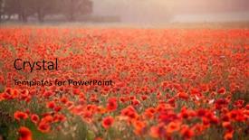  Presentation with red gold green field - Audience pleasing presentation consisting of poppies in the sunset light backdrop and a  colored foreground