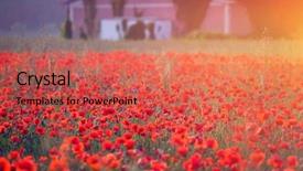  Presentation with poppies - Presentation theme featuring poppies in the sunset light background and a  colored foreground
